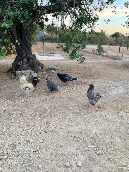 Quinta Da Alfarrobeira Peaceful Countryside Stay FAO Dış mekan fotoğraf